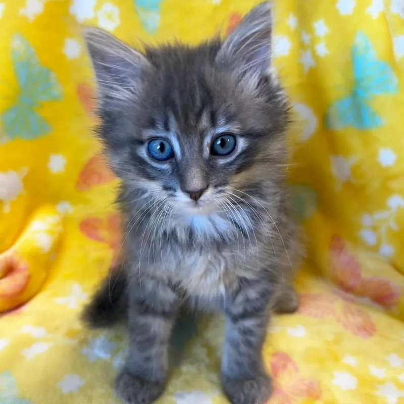 Choochoo thumbnail 2