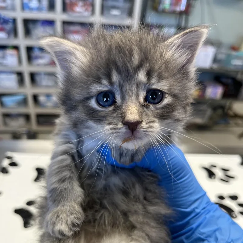 Choochoo thumbnail 3