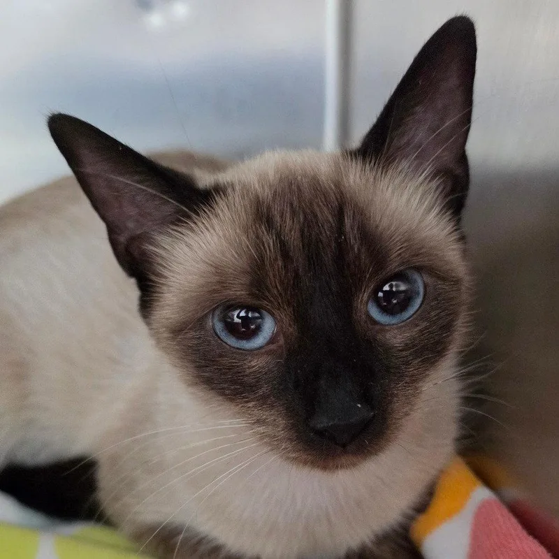 An adult medium-sized female Domestic Short Hair cat named Nefertiti for adoption in New Castle, DE