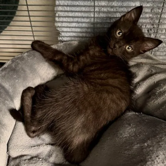 A baby small-sized male Black Domestic Medium Hair cat named Azriel for adoption in Pleasanton, CA