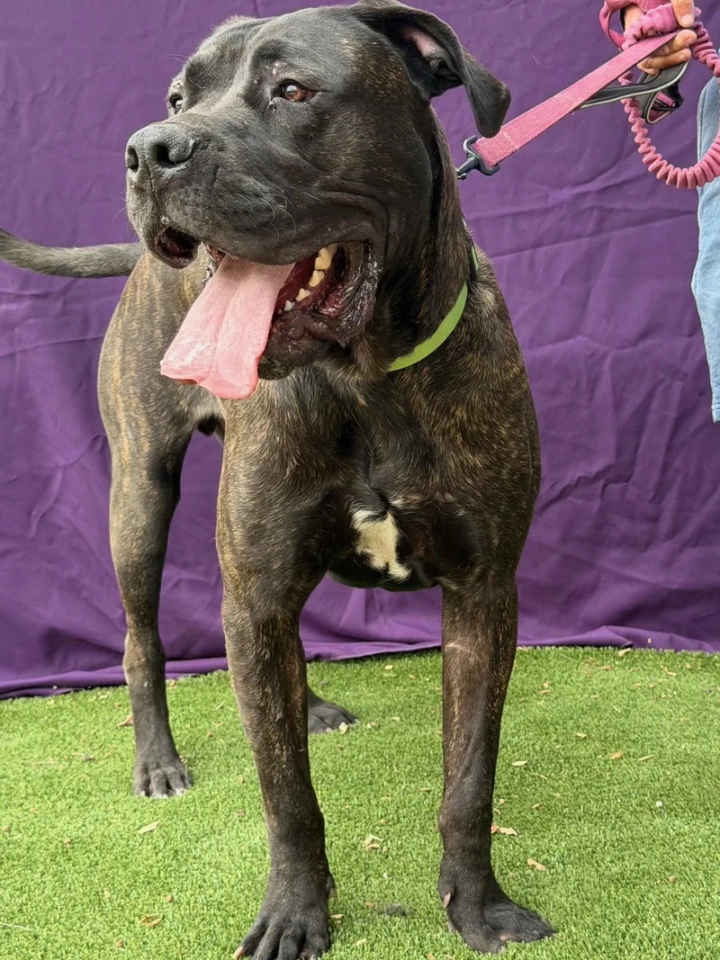 A young medium-sized male Presa Canario dog named Captain for adoption in Glendale, AZ