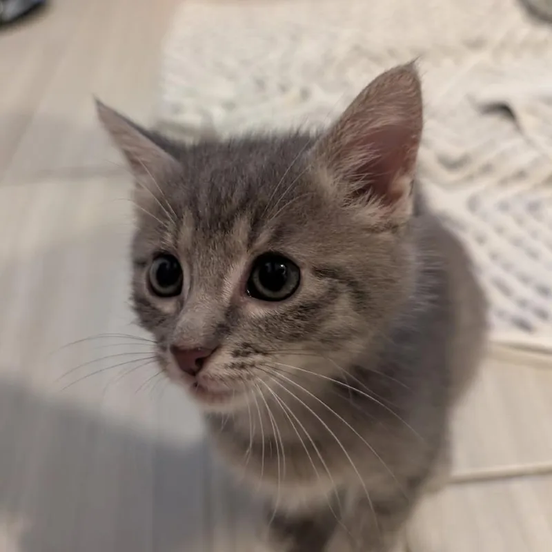 Olivia Meowington thumbnail 2