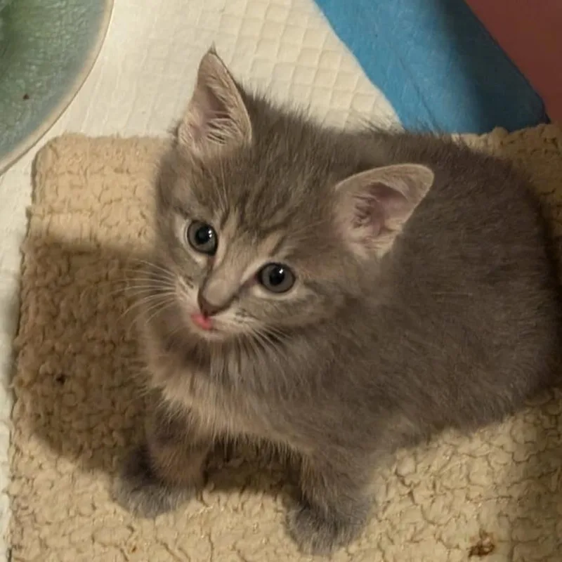 Olivia Meowington thumbnail 3