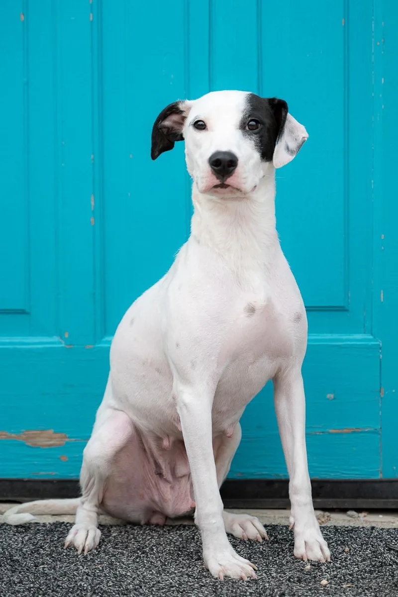 An adult medium-sized female Pit Bull Terrier dog named Charity for adoption in Brighton, CO