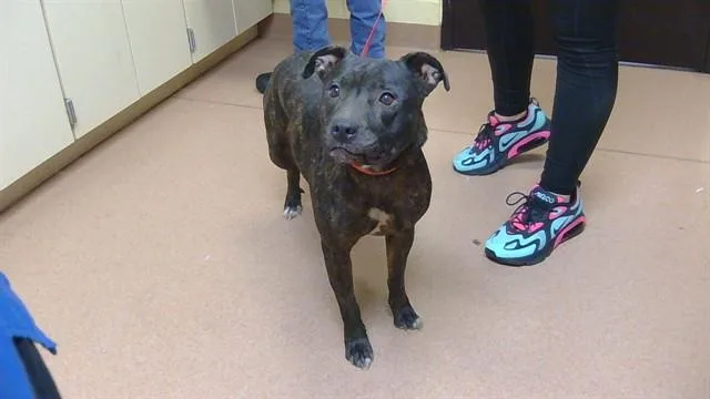 An adult medium-sized female Pit Bull Terrier dog named Marley for adoption in Cookeville, TN