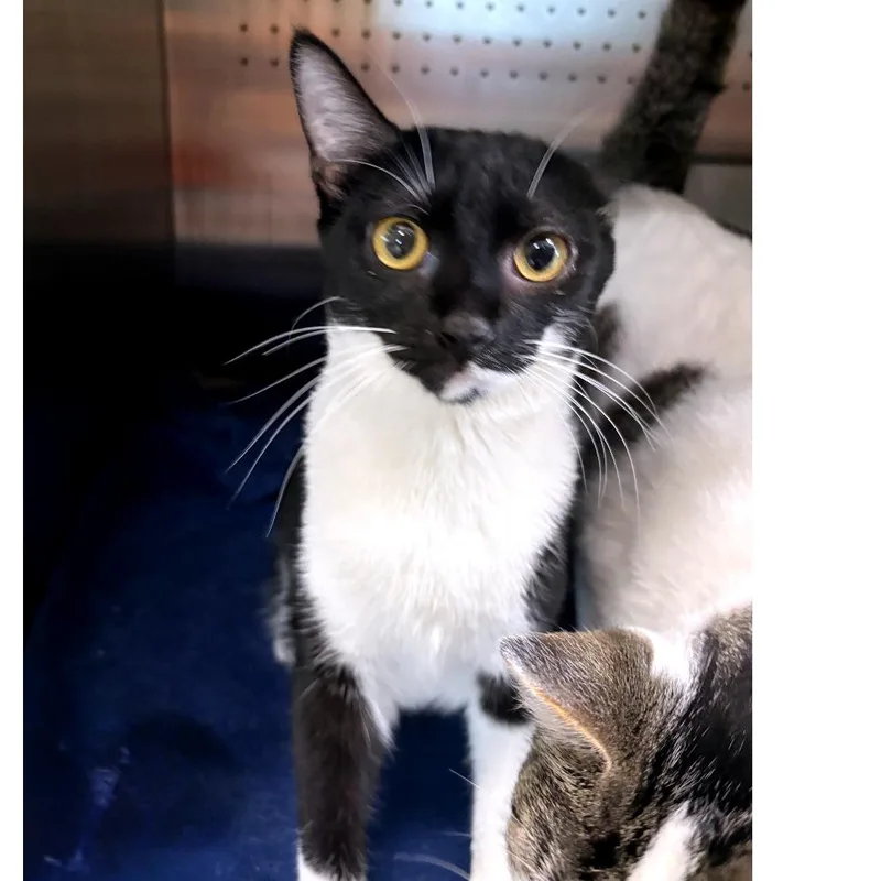 A young large-sized female Black Domestic Short Hair cat named Goobus for adoption in Austin, TX