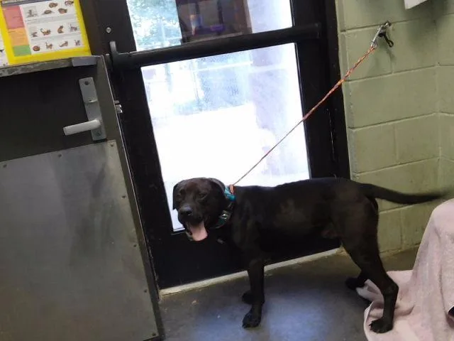 An adult large-sized male Pit Bull Terrier dog named Tax for adoption in Tulsa, OK