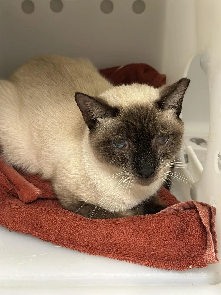 An adult medium-sized male Siamese cat named Look Out for adoption in Vienna , VA