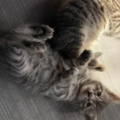 A baby small-sized male Gray / Blue / Silver Domestic Short Hair cat named Bella for adoption in Quakertown, PA