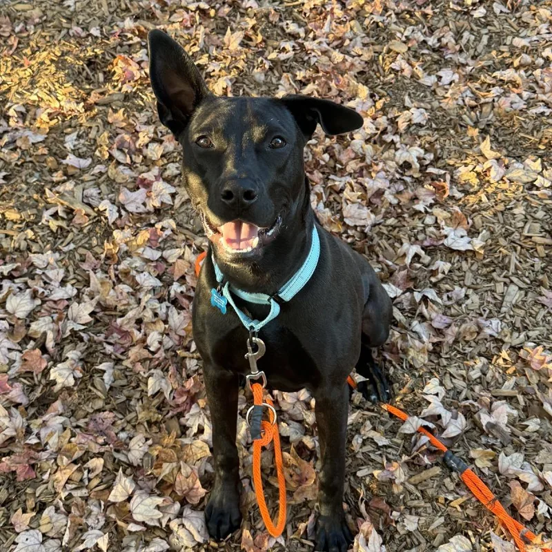 An adult large-sized male Pit Bull Terrier dog named Laurent for adoption in Tacoma, WA