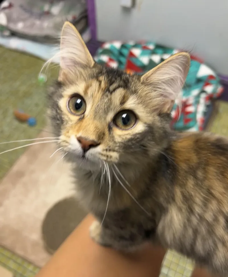 A baby small-sized female Domestic Long Hair cat named Gemma for adoption in Altoona, PA
