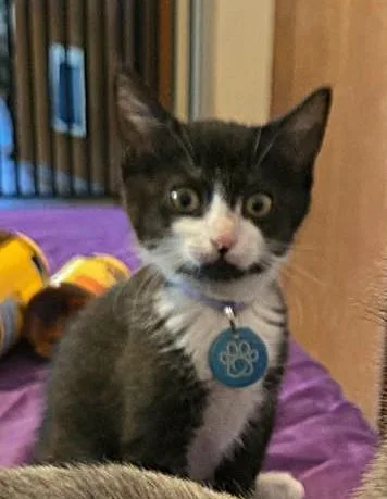 A baby medium-sized female Black & White / Tuxedo Tuxedo cat named Chloe for adoption in Albuquerque, NM