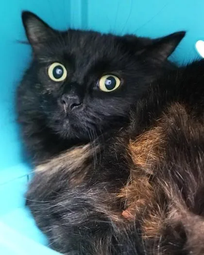 A young small-sized female Domestic Short Hair cat named Quintessa for adoption in Fishers, IN