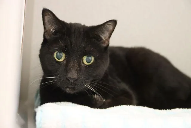 A senior small-sized female Domestic Short Hair cat named Samantha for adoption in Tucson, AZ