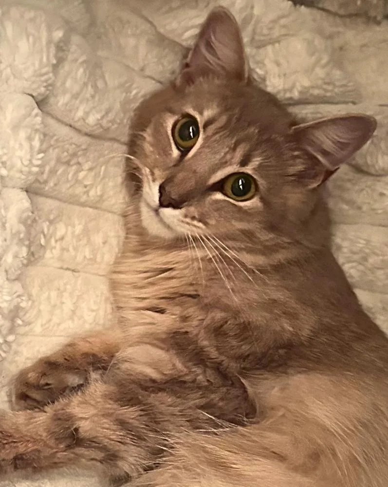 An adult small-sized female Maine Coon cat named Marinara for adoption in Pacifica, CA