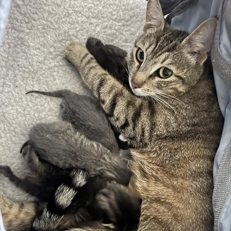 A young small-sized female Brown / Chocolate Domestic Short Hair cat named Mama Cabbage for adoption in Long Beach, CA