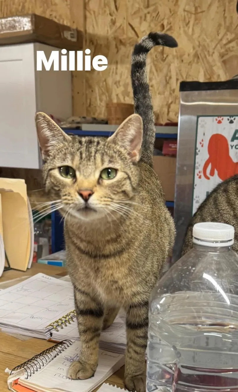 An adult medium-sized female Tabby (Brown / Chocolate) Tabby cat named Millie for adoption in Ludington, MI