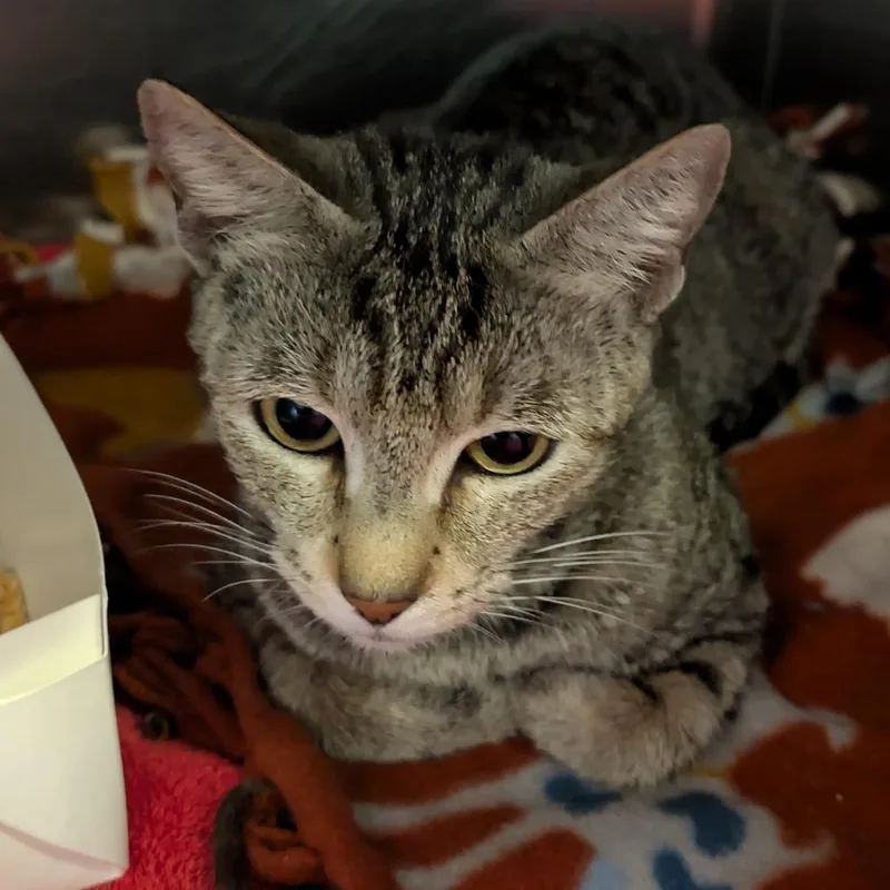 A young medium-sized female Brown / Chocolate Domestic Short Hair cat named Azalea for adoption in Naples, FL