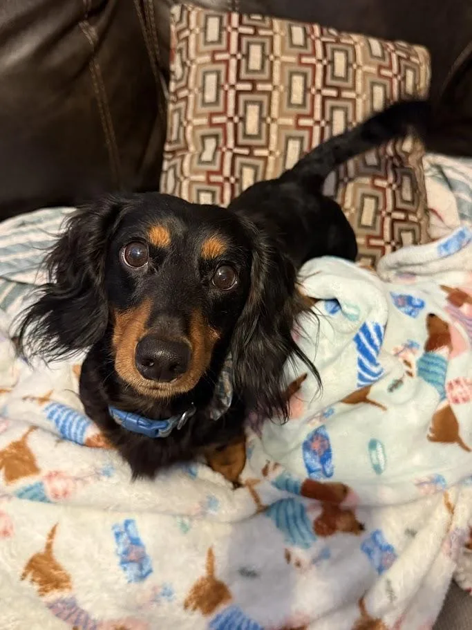 A young small-sized male Black Dachshund (Miniature Long Haired) dog named Orville for adoption in Leavenworth, KS