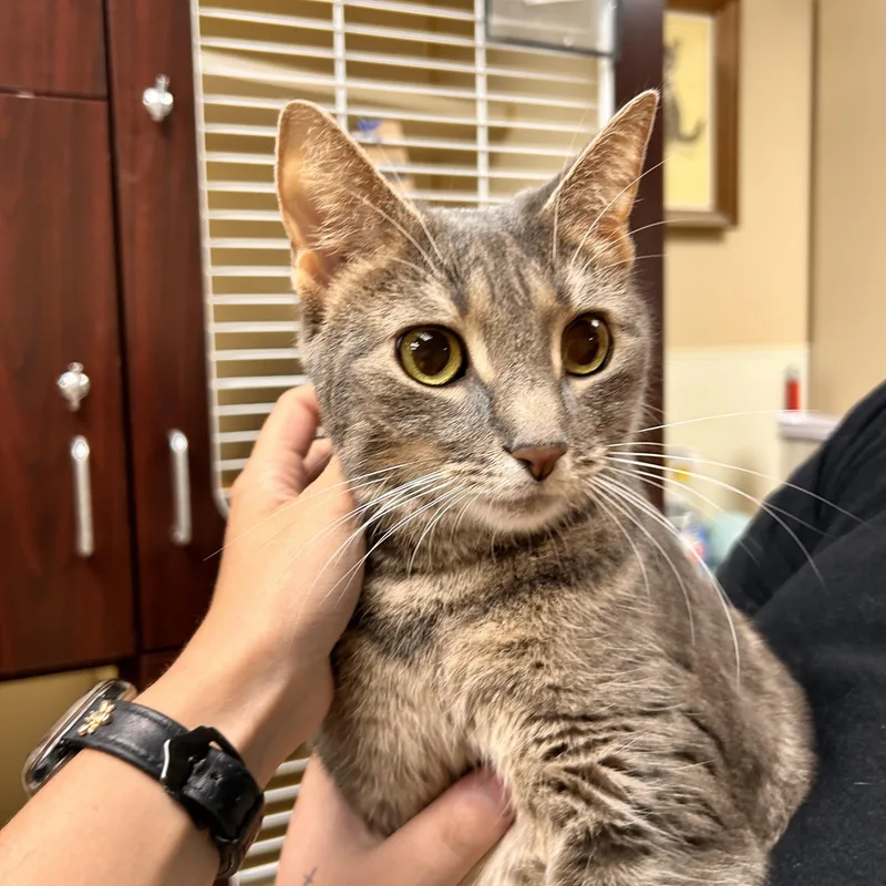An adult medium-sized female Gray / Blue / Silver Domestic Short Hair cat named Pandora for adoption in Myerstown, PA