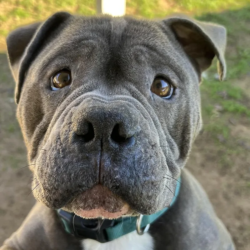 An adult large-sized male Gray / Blue / Silver American Staffordshire Terrier dog named Nino for adoption in Ojai, CA