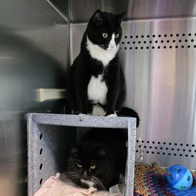 A senior extra large-sized male Black Domestic Short Hair cat named Phoenix for adoption in Baltimore, MD