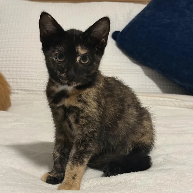 A baby medium-sized female Tortoiseshell cat named Derpy Dana for adoption in Columbia, SC