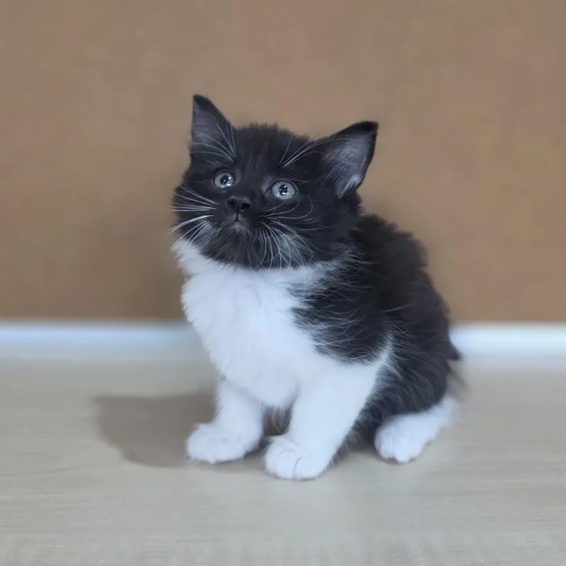 A baby small-sized male Black & White / Tuxedo Domestic Short Hair cat named Rocky Road for adoption in Macomb Twp, MI