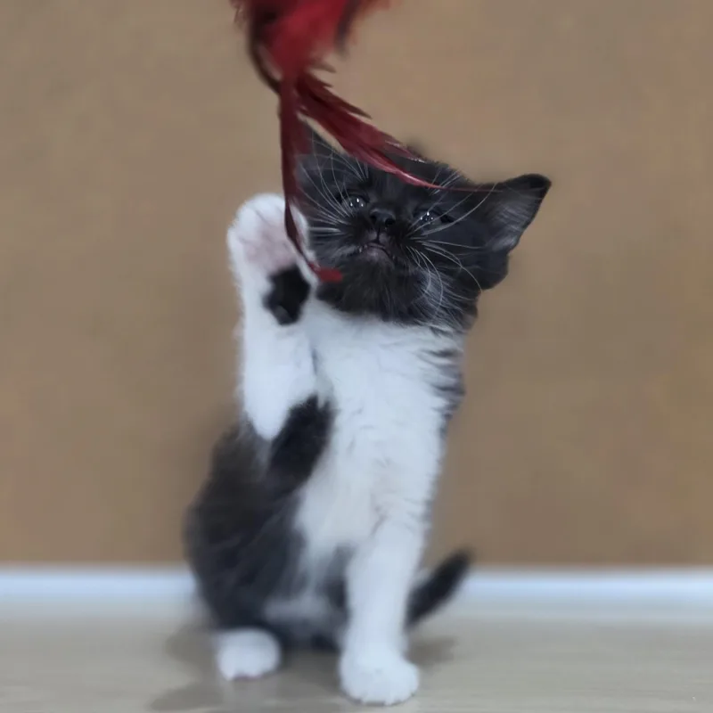 Rocky Road thumbnail 3