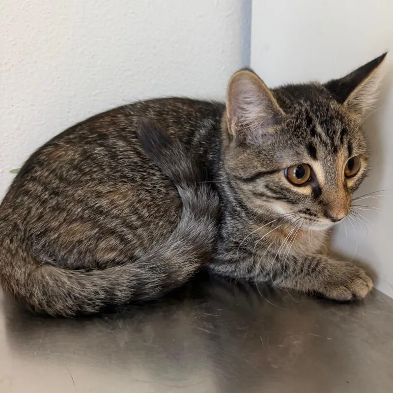 A baby small-sized female Buff / Tan / Fawn Domestic Short Hair cat named Mira for adoption in Floresville, TX