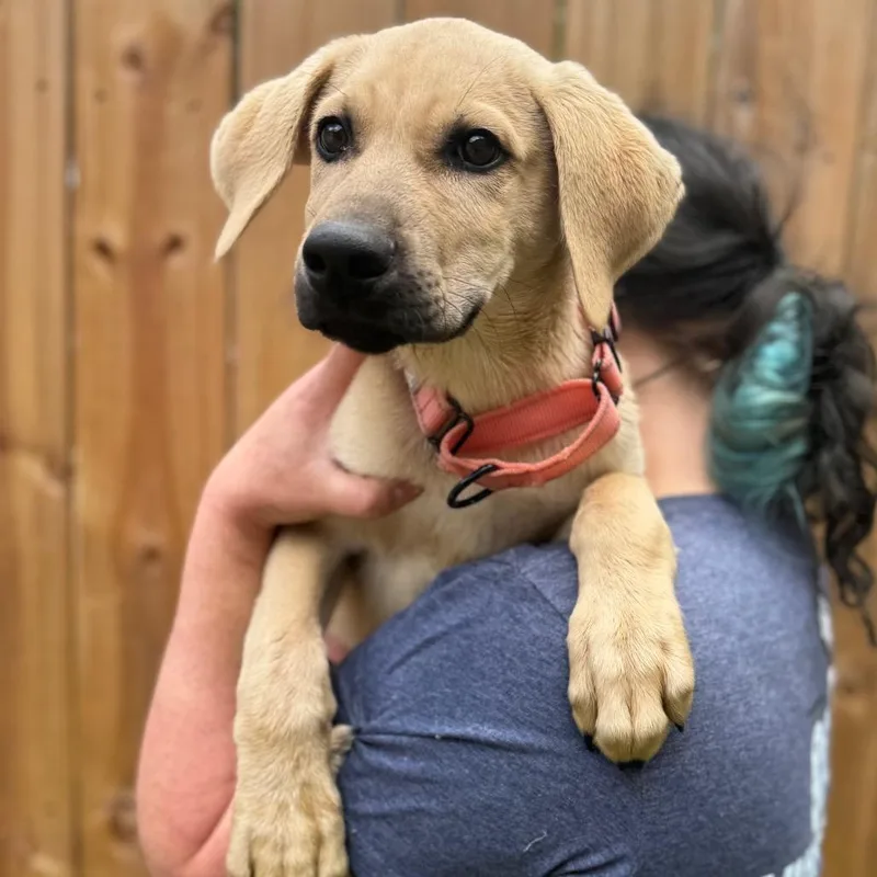 A baby small-sized male Yellow / Tan / Blond / Fawn Anatolian Shepherd dog named Bunnyman for adoption in Fredericksburg, VA