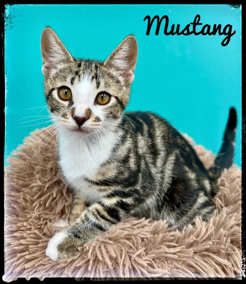Mustang