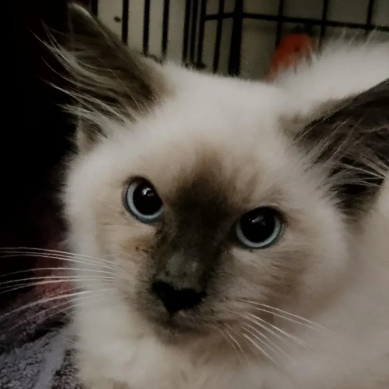 A young small-sized female Seal Point Domestic Medium Hair cat named Esme for adoption in Dunnigan, CA