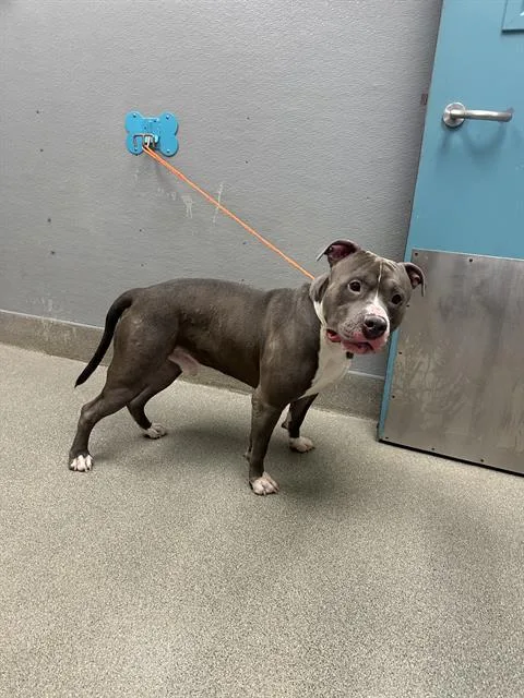 A young large-sized male Pit Bull Terrier dog named Andres for adoption in Las Vegas, NV