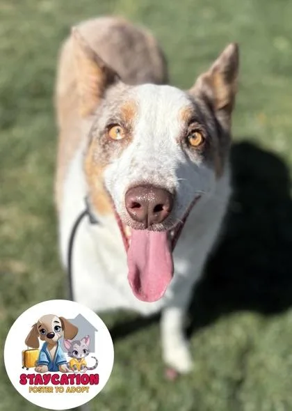 Ruger