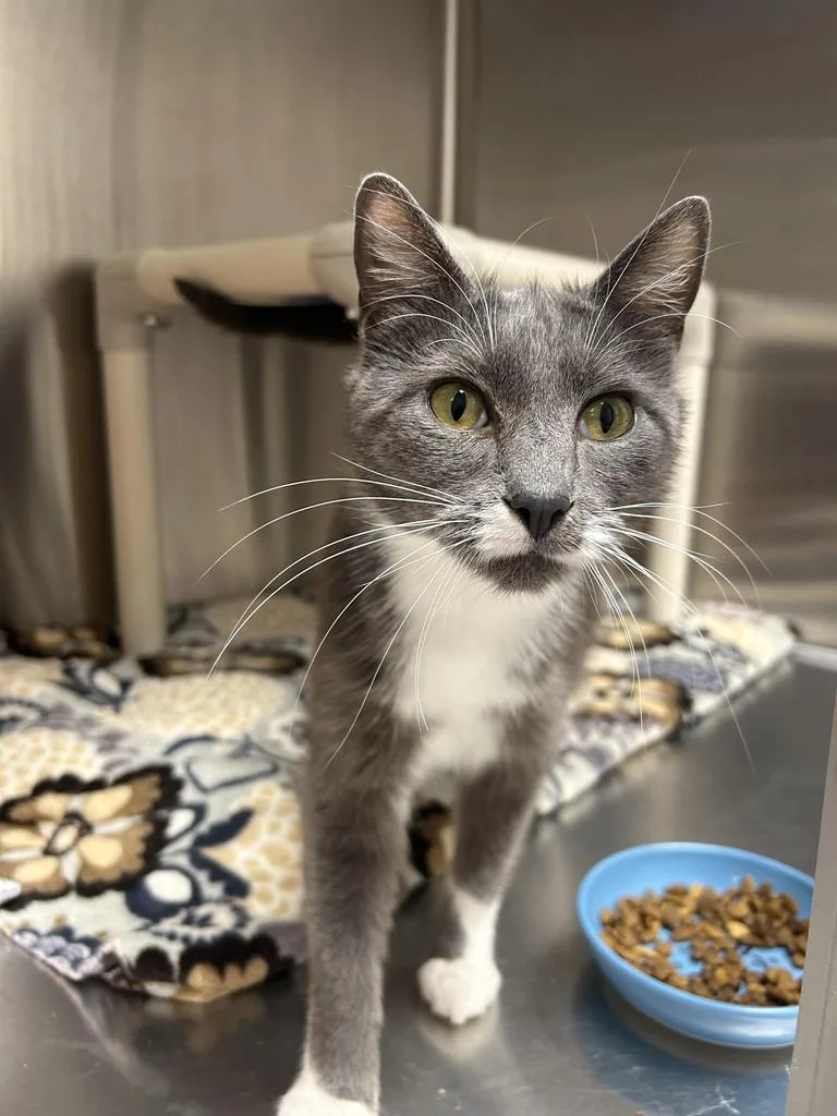 An adult medium-sized female Domestic Short Hair cat named Katie for adoption in Ontario, OR