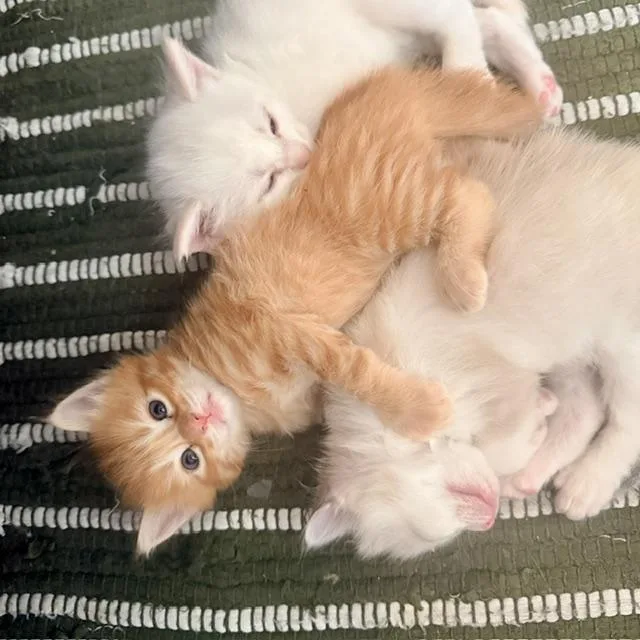 A baby small-sized female Tabby (Orange / Red) Tabby cat named Nora for adoption in Burbank, CA