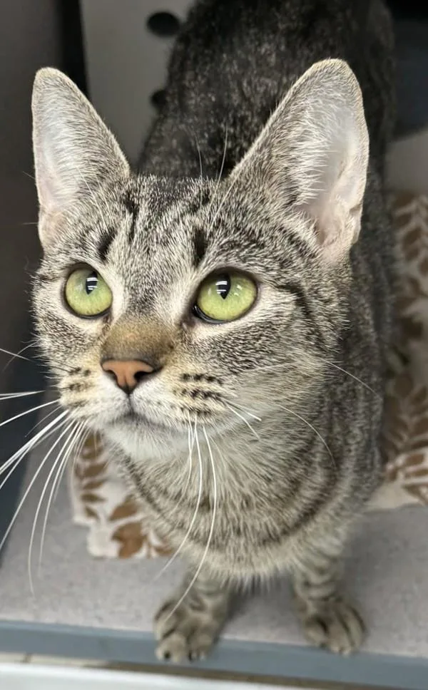 An adult medium-sized female Domestic Short Hair cat named Leona for adoption in Skillman, NJ