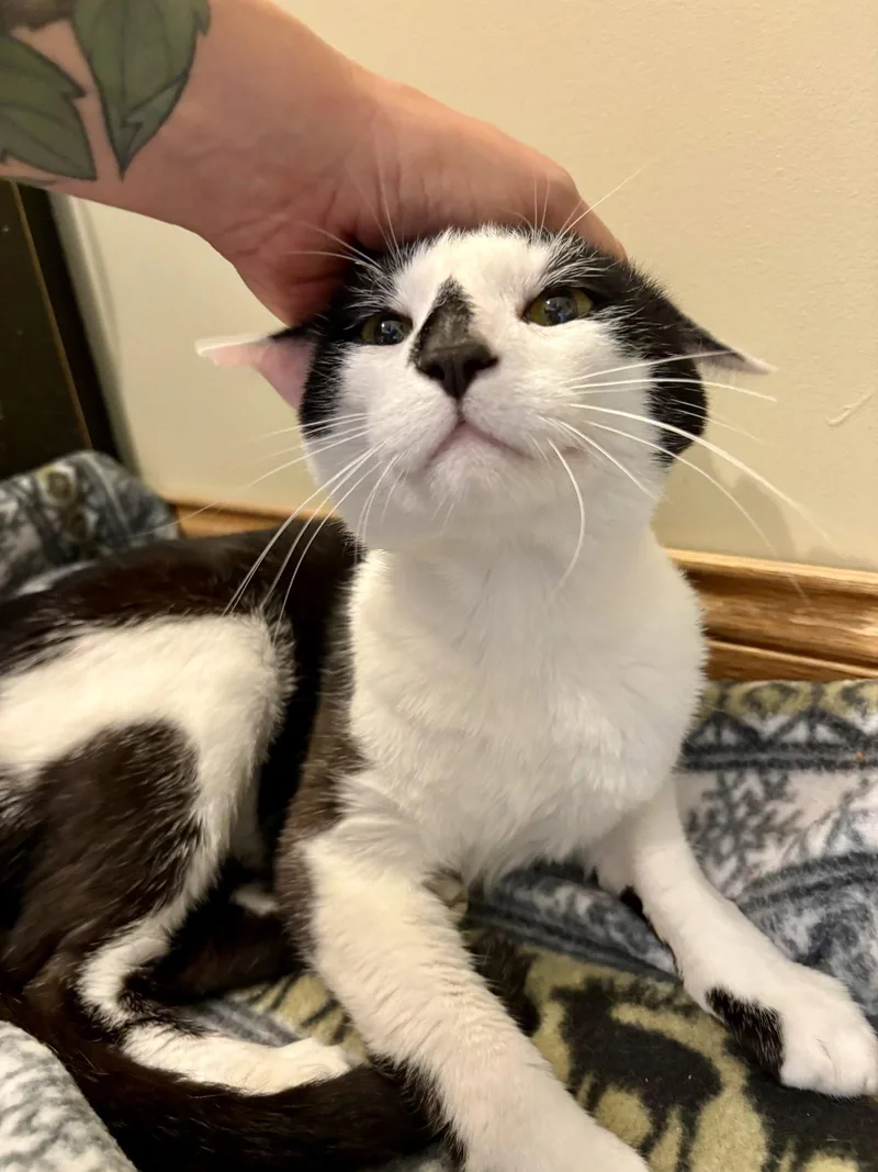 An adult medium-sized male Black & White / Tuxedo Domestic Short Hair cat named Manchita for adoption in Wheaton, IL