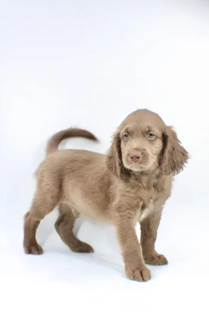 A baby small-sized male Poodle dog named Italian Beef for adoption in Morton Grove, IL