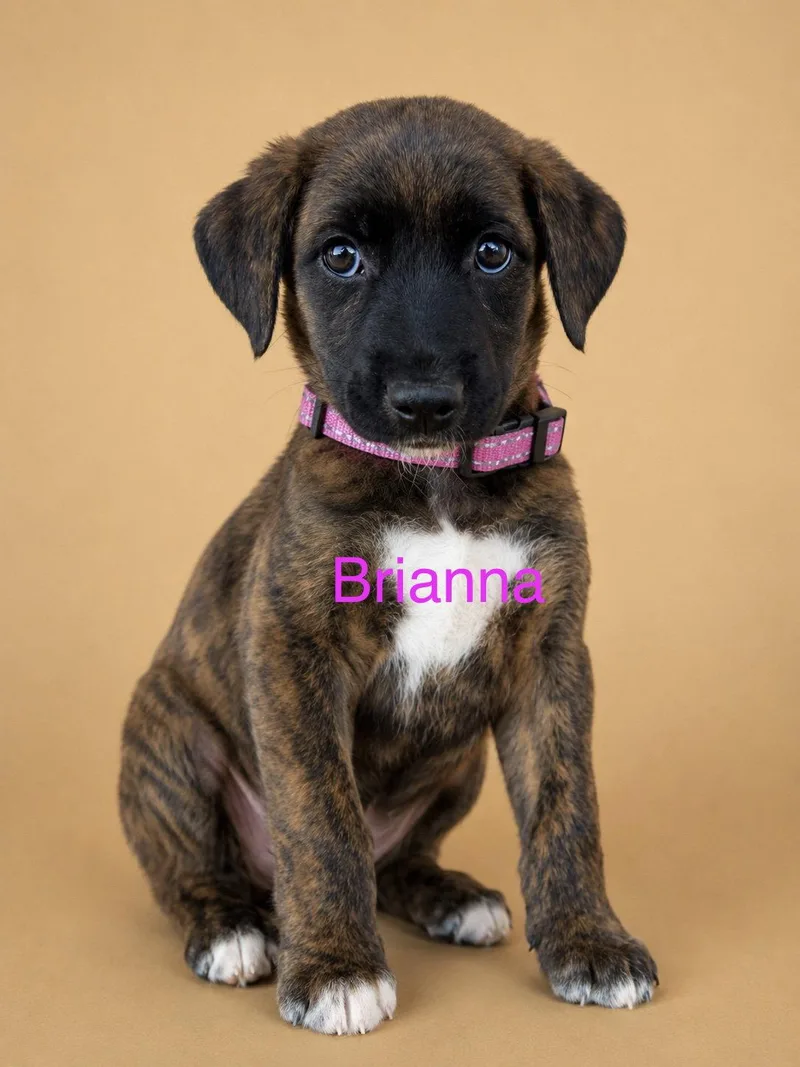 A young medium-sized female Mixed Breed dog named Brianna for adoption in Union Beach, NJ