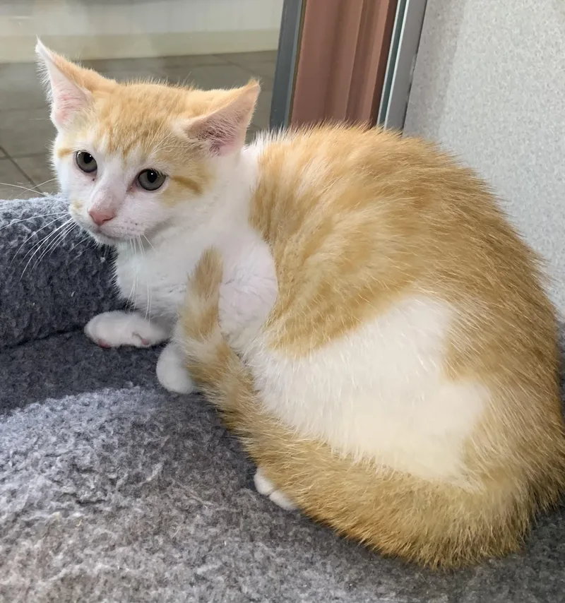 A baby medium-sized female Orange & White Domestic Short Hair cat named Spaghetti for adoption in Massena, NY