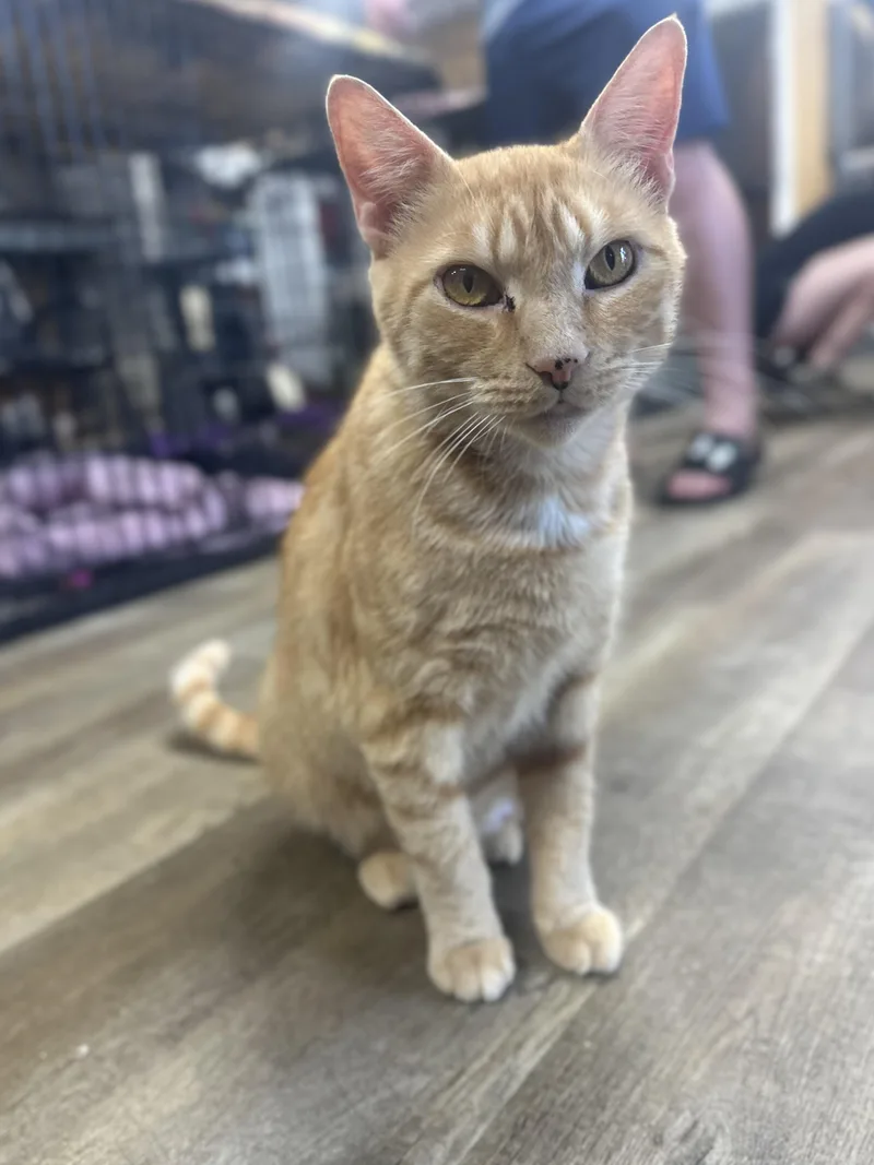 A young large-sized female Domestic Short Hair cat named Mona for adoption in Pleasantville, NJ