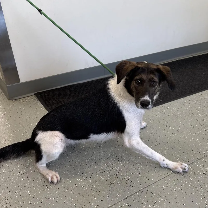 An adult medium-sized female White / Cream Border Collie dog named Ariel for adoption in Galax, VA