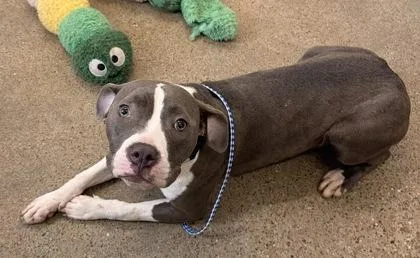 A young medium-sized female Gray / Blue / Silver Pit Bull Terrier dog named Ally for adoption in Cleveland, OH