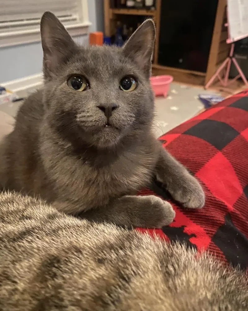 A baby medium-sized male Gray / Blue / Silver Domestic Medium Hair cat named Mickey for adoption in Toms River, NJ