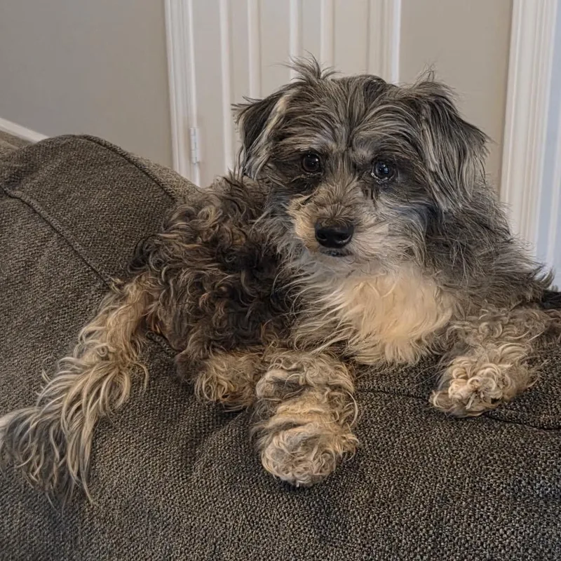 An adult small-sized female Australian Shepherd dog named Rizzo for adoption in Brownsboro, AL
