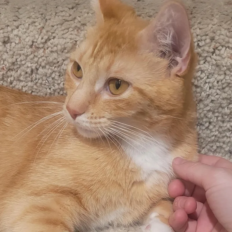 A young medium-sized female Orange / Red Domestic Short Hair cat named Golden Era for adoption in Buffalo, MN