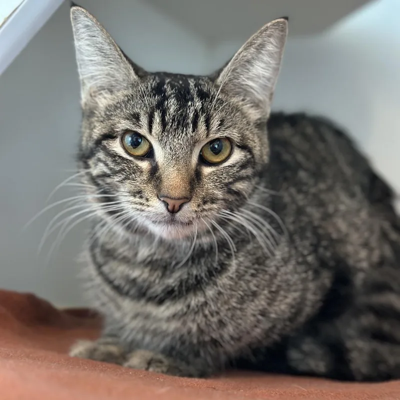 A young medium-sized female Brown / Chocolate Domestic Short Hair cat named Kentrel for adoption in Matteson, IL