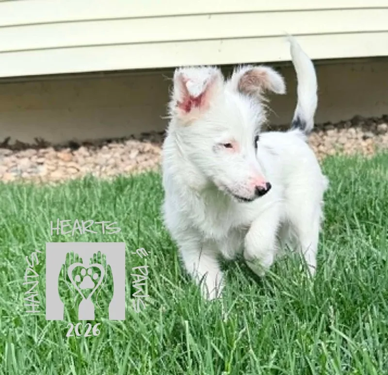 A baby small-sized female White / Cream Australian Shepherd dog named Violet Eve for adoption in Omaha, NE